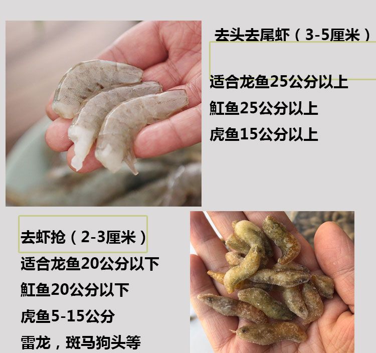 20公分龍魚(yú)一天喂幾次飼料（20公分的龍魚(yú)一天喂多少量）