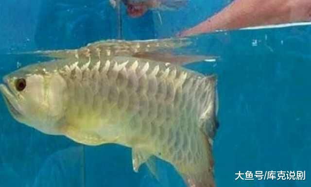 超大金龍魚兩條魚一起養(yǎng)會(huì)死嗎（金龍魚可以和招財(cái)魚混養(yǎng)么？） 龍魚百科 第3張