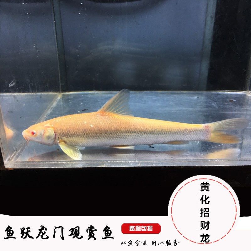 百子招財(cái)龍魚（白子招財(cái)龍魚是什么類(白子招財(cái)龍魚飼養(yǎng)） 龍魚百科 第2張