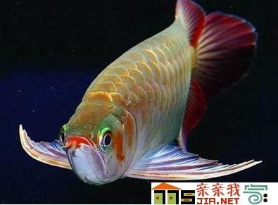 家庭適合養(yǎng)金龍魚嗎（養(yǎng)金龍魚在家里是否適合？）