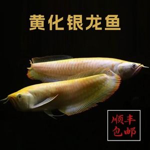 黃化白子銀龍魚資料