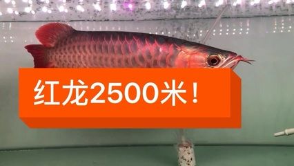 純血龍魚價格走勢分析圖（純血龍魚價格走勢分析圖血紅龍魚價格及圖片大全） 龍魚百科 第3張