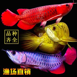 紅龍魚幼苗怎么挑選好的品種（如何挑選紅龍魚幼苗） 龍魚百科 第1張