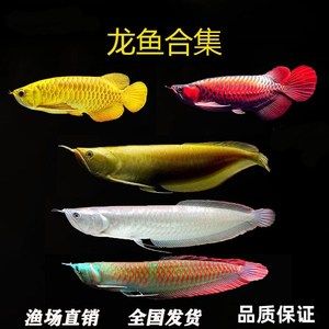 黃化銀龍魚(yú)好還是金龍魚(yú)好養(yǎng)活（金龍魚(yú)和銀龍魚(yú)哪個(gè)好養(yǎng)） 龍魚(yú)百科 第1張