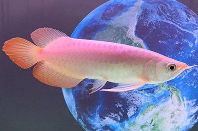 40cm龍魚(yú)一天吃多少食物合適呢（40厘米的龍魚(yú)一天吃多少360問(wèn)答加載更多問(wèn)答）