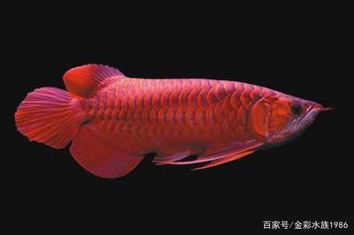 45公分的紅龍魚胸鰭多大（45公分的紅龍魚的胸鰭尺寸是多少？） 龍魚百科 第2張