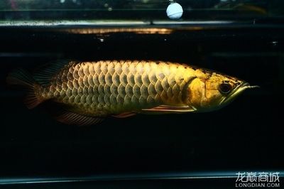 20公分的金龍魚怎么看過背（判斷一條20公分的金龍魚是否為過背金龍）