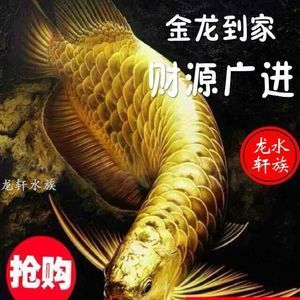 24k金金龍魚（24k金龍魚-金龍魚-龍魚品種） 龍魚百科 第3張