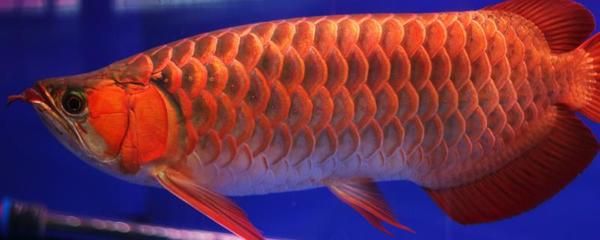 50公分的龍魚幾天喂一次食物（50公分的龍魚一天喂幾次） 龍魚百科 第2張