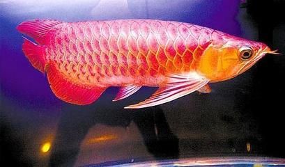 紅龍魚(yú)用什么底色最好發(fā)色（養(yǎng)紅龍魚(yú)用什么顏色底板和背景色） 龍魚(yú)百科 第2張