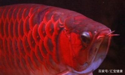 500萬(wàn)紅龍魚(yú)（500萬(wàn)紅龍魚(yú)的價(jià)格是由其稀有性和外形獨(dú)特性和市場(chǎng)需求共同決定）