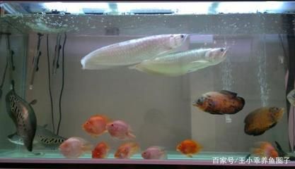 家養(yǎng)銀龍魚有什么講究嗎（家里養(yǎng)銀龍魚有什么講究家里養(yǎng)銀龍魚有什么講究）