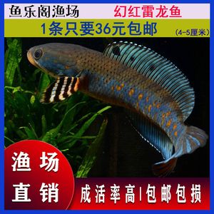 寶石龍魚有珠鱗嗎（寶石龍魚沒有珠鱗的表現(xiàn)） 龍魚百科 第2張