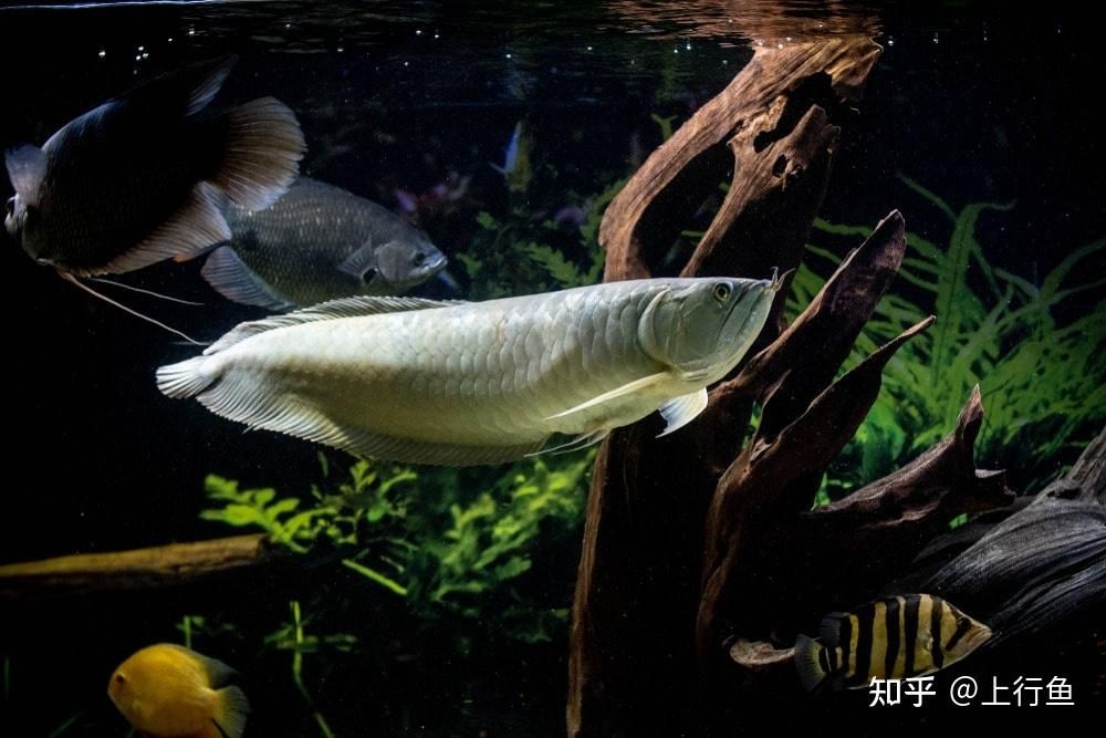 白子銀龍魚(yú)挑選方法（白子銀龍魚(yú)怎么挑選） 龍魚(yú)百科 第3張