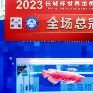 2024世界龍魚錦標(biāo)賽冠軍是誰(shuí)（2024世界龍魚錦標(biāo)賽的冠軍是誰(shuí)） 龍魚百科 第2張