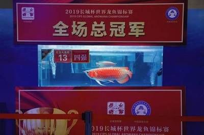 2024世界龍魚錦標(biāo)賽冠軍是誰(shuí)（2024世界龍魚錦標(biāo)賽的冠軍是誰(shuí)） 龍魚百科 第1張