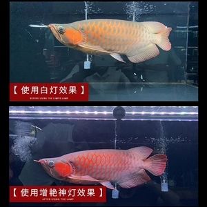 20多公分紅龍魚用什么顏色燈（20多公分的紅龍魚用什么顏色的燈發(fā)色好紅龍魚用什么燈好）