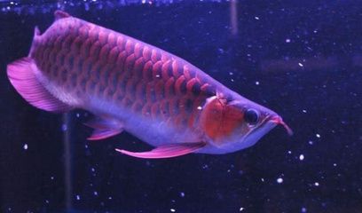 紅龍魚(yú)魚(yú)鰭根部發(fā)紅怎么辦（紅龍魚(yú)魚(yú)鰭根部發(fā)紅是怎么回事？） 龍魚(yú)百科 第2張