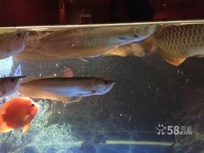 3斤重的銀龍魚多少錢（3斤重的銀龍魚價(jià)格在2400元之間大概在2400元之間）