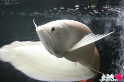 白化銀龍魚（從零開始認識白化銀龍魚）