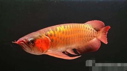 價(jià)值百萬(wàn)的龍魚(yú)排名第一名（世界十大名貴觀賞魚(yú)，第1雪龍價(jià)值北京一套房）