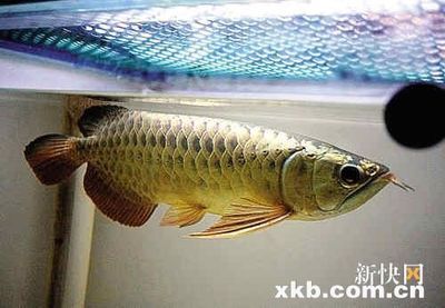 價(jià)值百萬(wàn)的龍魚(yú)排名第一名（世界十大名貴觀賞魚(yú)，第1雪龍價(jià)值北京一套房）