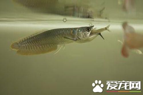 1米銀龍魚（銀龍魚一年長多少魚缸夠大）