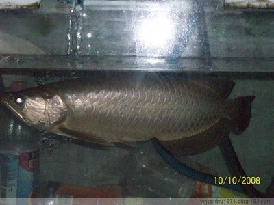 40cm的銀龍魚(yú)值多少錢(qián)（40cm銀龍魚(yú)價(jià)格(銀龍魚(yú)價(jià)格多少錢(qián)一條）