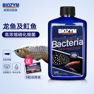 40公分龍魚幾個小時消化一次（40公分的龍魚一天喂食多少） 龍魚百科 第3張