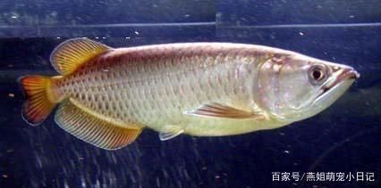 黃色金龍魚(yú)多少錢(qián)（金龍魚(yú)價(jià)格多少錢(qián)一只）