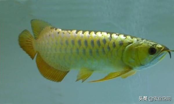 20厘米的龍魚吃小魚成嗎（20厘米左右的龍魚吃什么） 龍魚百科 第3張