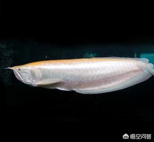 20厘米銀龍魚能吃小魚嗎（20厘米的銀龍魚可以吃小魚嗎）