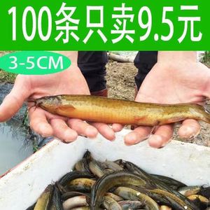 剛買的龍魚多久可以喂飼料（剛買的龍魚多久能喂食-龍魚多久可以喂食） 龍魚百科 第3張