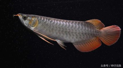 20厘米紅龍魚一年能長多大？（20公分的龍魚一年能長多大？） 龍魚百科 第3張