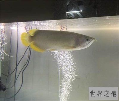 白金龍魚(yú)怎么養(yǎng)活最好（白金龍魚(yú)如何飼養(yǎng)） 龍魚(yú)百科 第2張