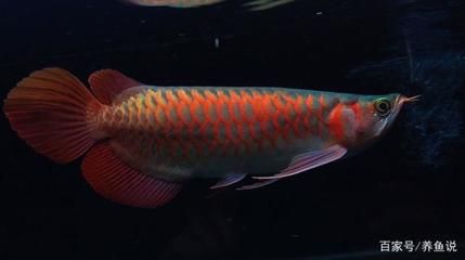 都龍魚(yú)是什么樣子的（龍魚(yú)是一種外形美觀的淡水魚(yú)） 龍魚(yú)百科 第1張