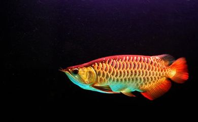 25公分的金龍魚(yú)一天喂一頓可以嗎（25公分的金龍魚(yú)一天喂多少次食）