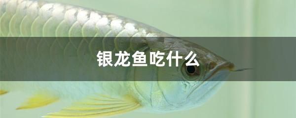 白子銀龍魚長(zhǎng)大能變黃嗎（關(guān)于白子銀龍魚顏色變化的詳細(xì)信息） 龍魚百科 第2張