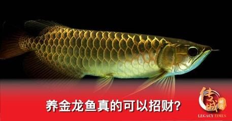 百度金龍魚（金龍魚是什么魚）