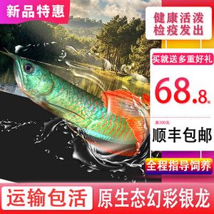 黃化銀龍魚價(jià)格走勢(shì)圖最新（2024年黃化銀龍魚最新價(jià)格_多少錢一條） 龍魚百科 第3張