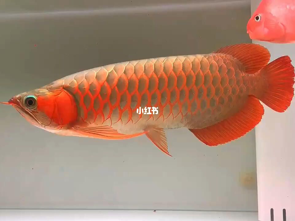 25公分紅龍魚價格表（25公分紅龍魚多少錢一條紅龍魚價格360問答） 龍魚百科 第3張