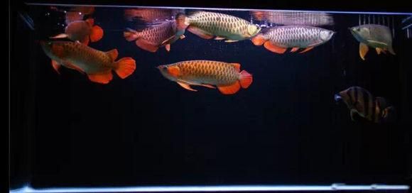 紅龍魚魚缸用什么壁紙顏色（養(yǎng)紅龍魚要什么顏色的背景）