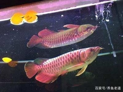 大龍魚如何撈出來（大龍魚的捕撈過程需要格外小心以避免對其造成傷害）