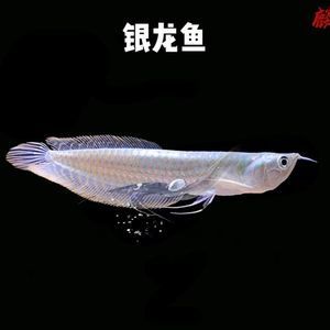 大型銀龍魚多少錢（2019銀龍魚價(jià)格多少錢一條銀龍魚價(jià)格多少錢一條） 龍魚百科 第1張