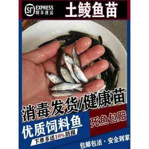 20cm的銀龍魚吃小魚可以嗎（20厘米左右的銀龍魚可以吃小魚嗎） 龍魚百科 第2張