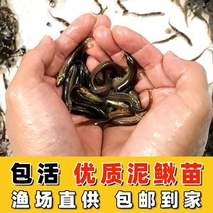 50厘米的龍魚喂食方法視頻（50厘米的龍魚喂養(yǎng)方法視頻）