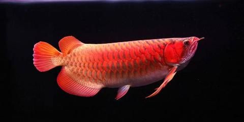 紅龍魚怎么生小魚（紅龍魚怎么繁殖后代）