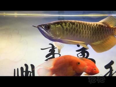 金龍和寶石龍魚的區(qū)別是什么（金龍與寶石龍魚的區(qū)別） 龍魚百科 第3張