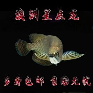 黃化白子銀龍魚單養(yǎng)（關(guān)于黃化白子銀龍魚的問題）