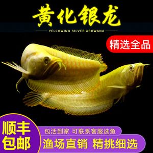 黃化白子銀龍魚單養(yǎng)（關(guān)于黃化白子銀龍魚的問題）